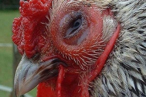 Bệnh APV trên gà là gì? Dấu hiệu & Cách điều trị bệnh lý