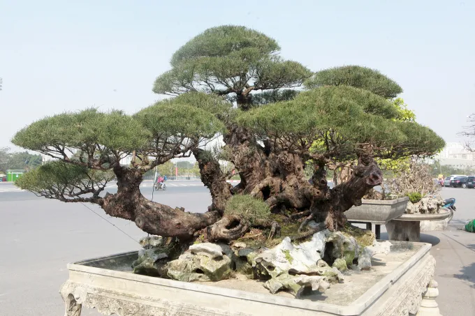 Cây phi lao cảnh là cây gì?