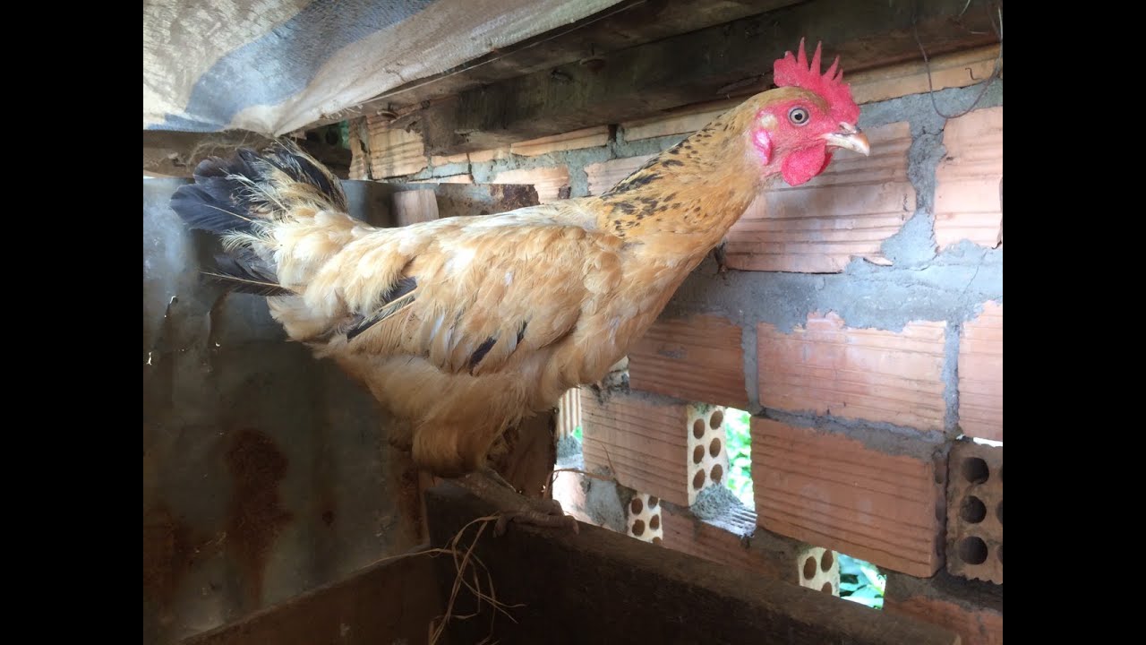 Cách khắc phục Gà Mái bỏ Ổ, không chịu ấp - Cho người mới bắt đầu nuôi Gà