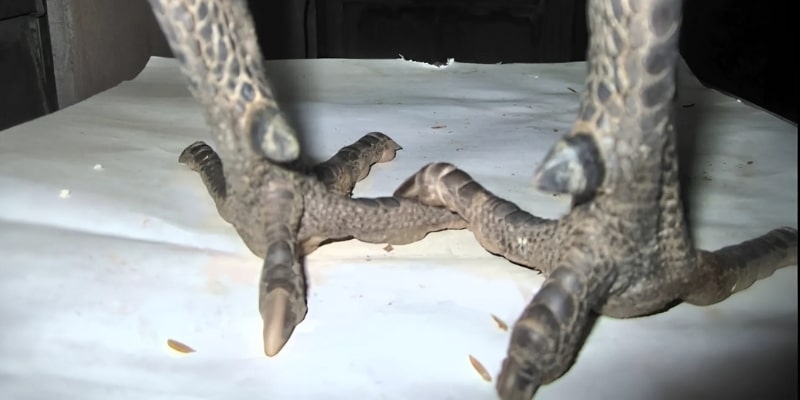 Đặc điểm nhận diện gà hắc hổ thới