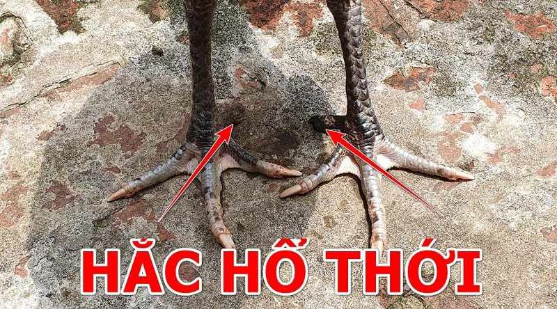Gà hắc hổ thới sở hữu đôi chân đen tuyền vững chắc