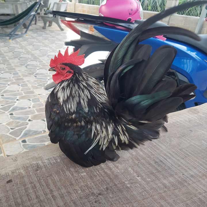 Gà tre Thái Chân siêu lùn . Trại Gà Kiểng Trung Hạo