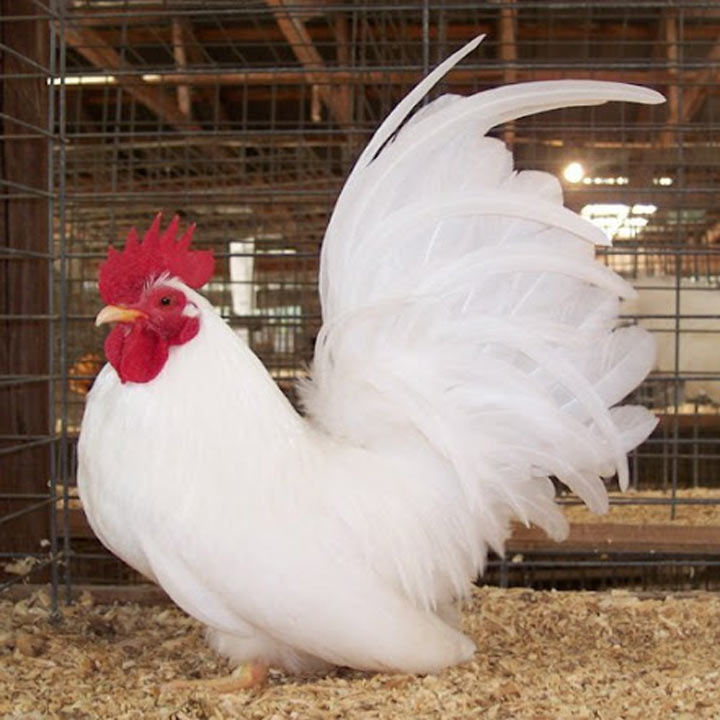 Gà Tre Thái Chân Lùn - Cá Bảy Màu